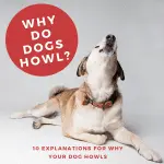 Why does a dog howl at night: natural causes