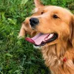 Why does a dog often stick out his tongue: the main reasons