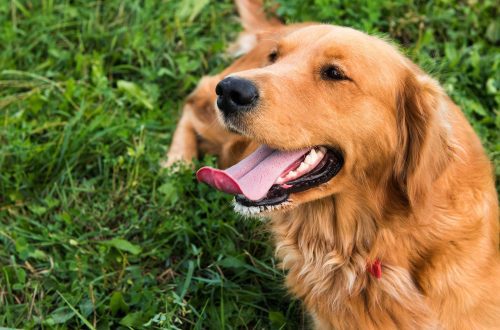 Why does a dog often stick out his tongue: the main reasons