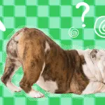 Why does a dog ride on his butt? Main reasons