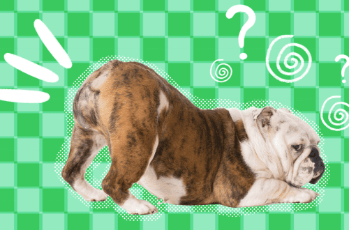 Why does a dog ride on his butt? Main reasons