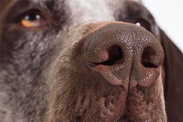 Why does a dogs nose dry and crack?