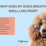 Why does a dog smell bad from the mouth: we determine the disease
