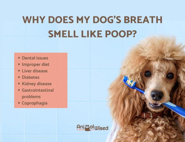 Miks koer haiseb suust halvasti: määrame haiguse