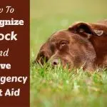 Why does a dog’s eyes flow: causes, first aid and qualified treatment