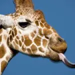 Why does a giraffe have a blue tongue: possible reasons