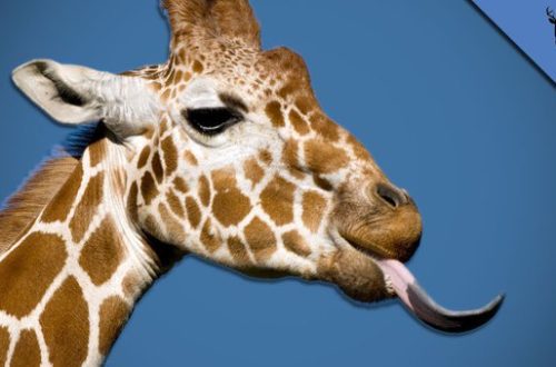Why does a giraffe have a blue tongue: possible reasons
