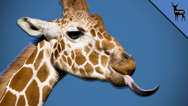 Why does a giraffe have a blue tongue: possible reasons