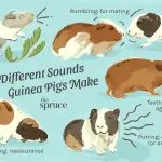 Why does a guinea pig chatter its teeth, what does it mean?