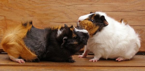 Why does a guinea pig chatter its teeth, what does it mean?