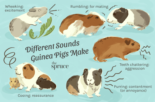 Why does a guinea pig chatter its teeth, what does it mean?