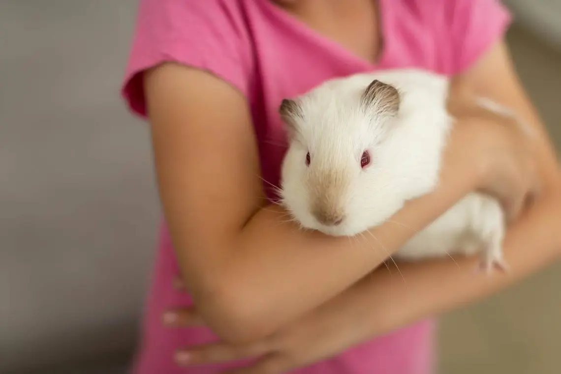 Why does a guinea pig lick its owner&#8217;s hands: reasons