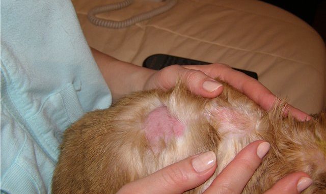 Why does a guinea pig lose hair, causes and treatment of baldness