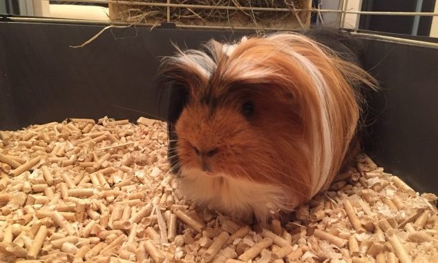 Why does a guinea pig lose hair, causes and treatment of baldness