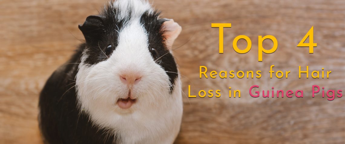 Why does a guinea pig lose hair, causes and treatment of baldness