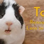 Why does a guinea pig lose hair, causes and treatment of baldness