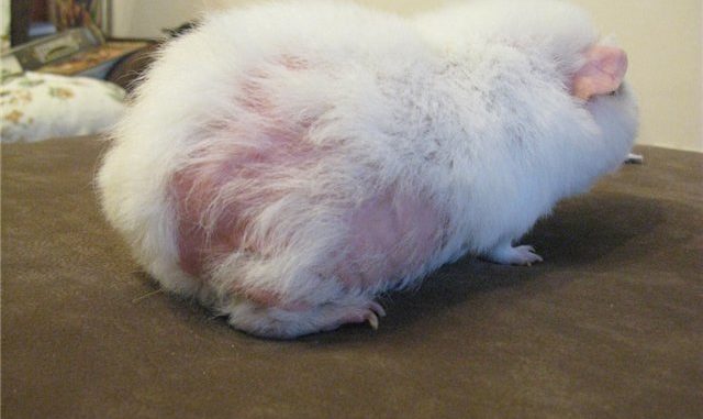 Why does a guinea pig lose hair, causes and treatment of baldness