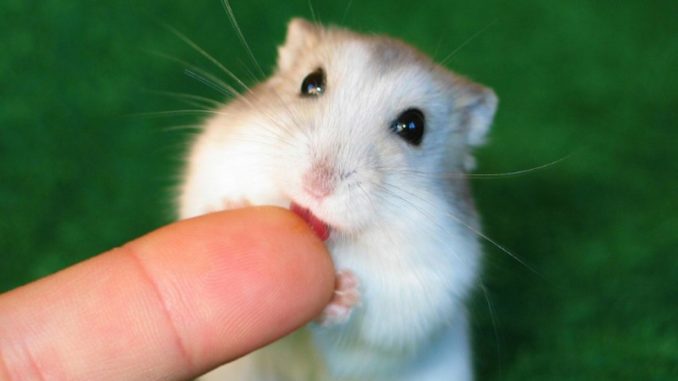 Why does a hamster bite, how to stop a hamster from biting