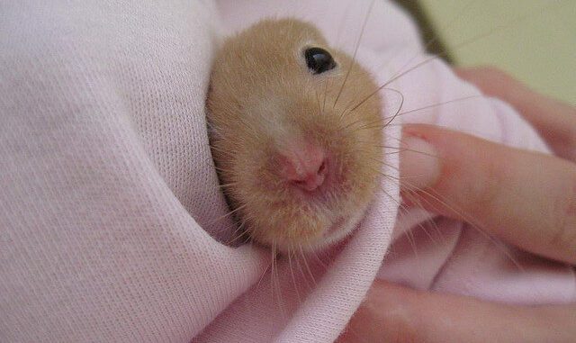 Why does a hamster go bald, what to do if bald spots appear on the back, head or stomach