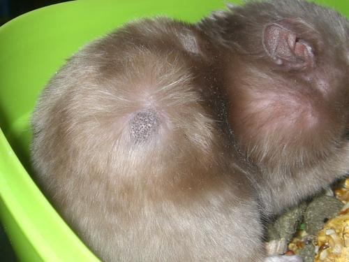 Why does a hamster go bald, what to do if bald spots appear on the back, head or stomach
