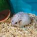 Why does the hamster&#8217;s hair fall out and the skin peels off: does it shed or get sick?