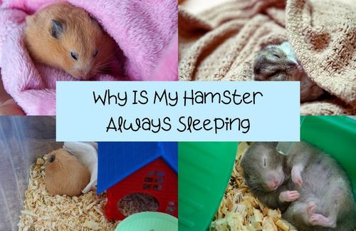 Why does a hamster sleep constantly: the norm or deviation?