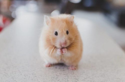 Why does a hamster squeak, cry or scream (yell): the causes of the sounds of Dzungarian and Syrian rodents in a dream