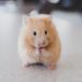 Cold and runny nose in a hamster: causes and treatment at home