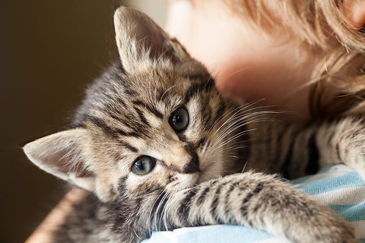 Why does a kitten lick hair and burrow into it?