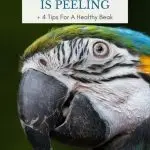 Why does a parrot exfoliate its beak: we analyze the reasons