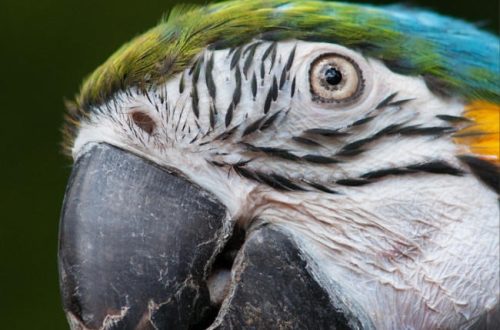 Miks papagoi noka koorib: analüüsime põhjuseid