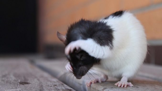 Why does a rat itch: it combs to blood and sores, what should I do?