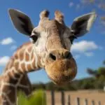 Why does the giraffe have a long neck in terms of evolution