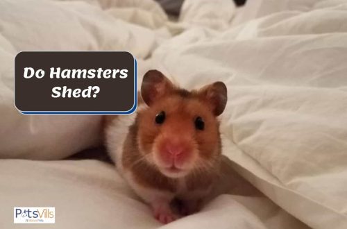 Why does the hamster&#8217;s hair fall out and the skin peels off: does it shed or get sick?
