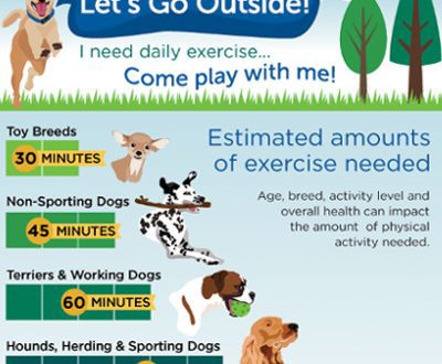 Why does your dog need physical activity?
