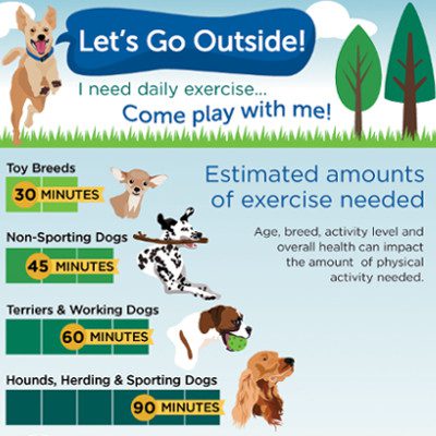Why does your dog need physical activity?