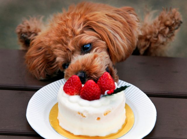 Why dogs can’t have chocolate and sweets: we understand the reasons