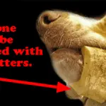 Why Dogs Can’t Have Bones: Reasons Why You Shouldn’t Give Them