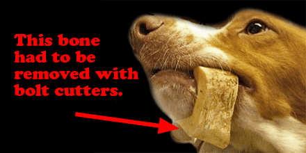 Why Dogs Can&#8217;t Have Bones: Reasons Why You Shouldn&#8217;t Give Them