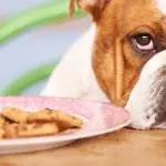 Why dogs can’t have chocolate and sweets: we understand the reasons