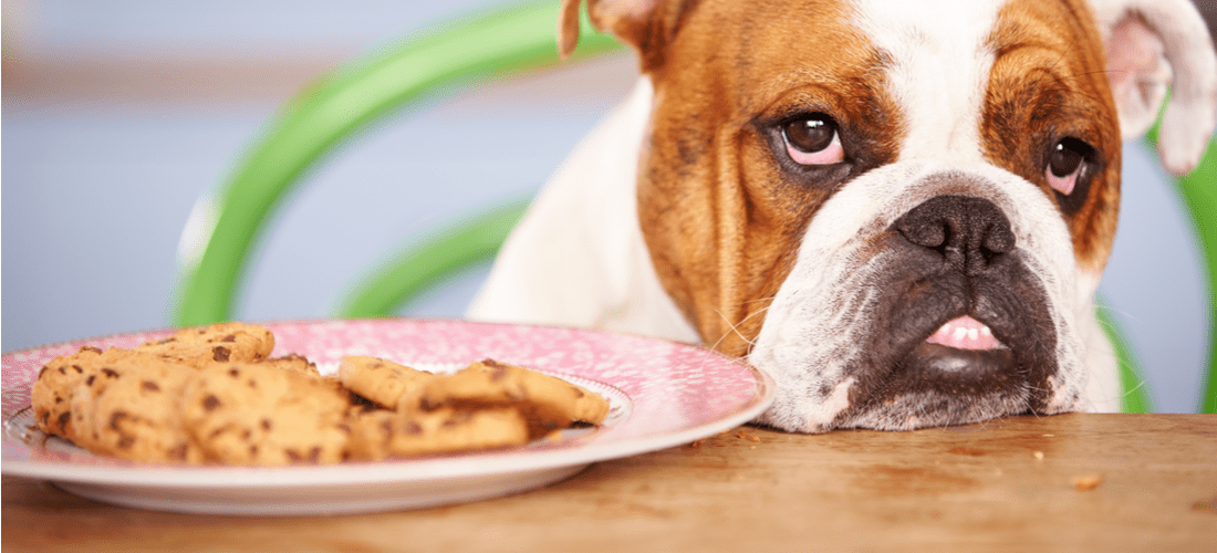 Miks koerad ei saa šokolaadi ja maiustusi: me mõistame põhjuseid