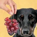 Why dogs can’t have grapes: let’s talk about the reasons