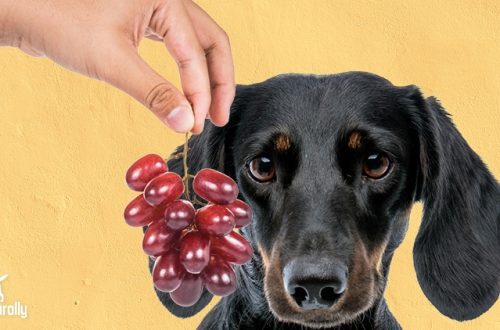 Miks koerad ei saa viinamarju: räägime põhjustest