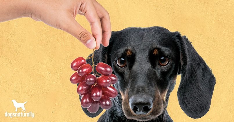 Miks koerad ei saa viinamarju: räägime põhjustest