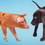 Why Dogs Can’t Pork: Reasons and Helpful Tips
