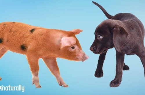 Why Dogs Can&#8217;t Pork: Reasons and Helpful Tips