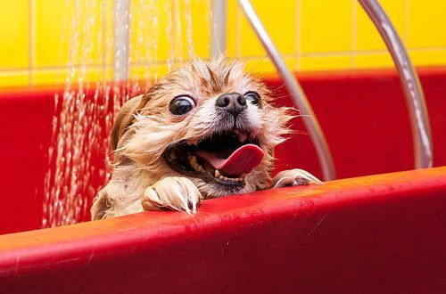 Why dogs don&#8217;t like to bathe and tips on how to wash a frightened dog