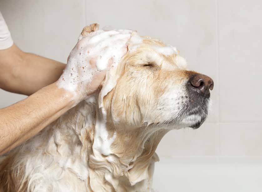 Why Dogs Have Dandruff: Everything You Need to Know to Overcome This Ailment