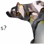 Why don’t bears eat penguins: the answer to the question