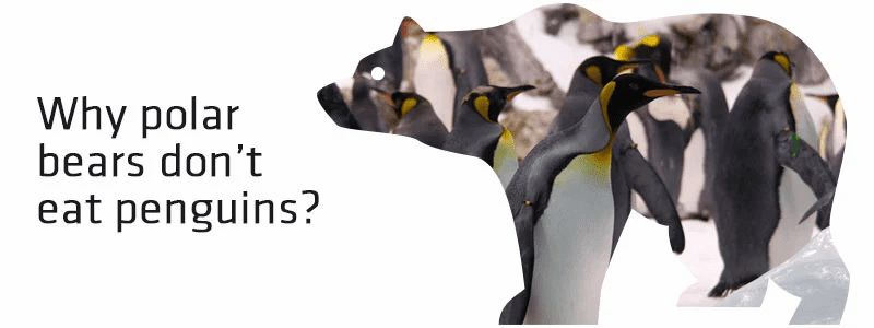 Why don&#8217;t bears eat penguins: the answer to the question